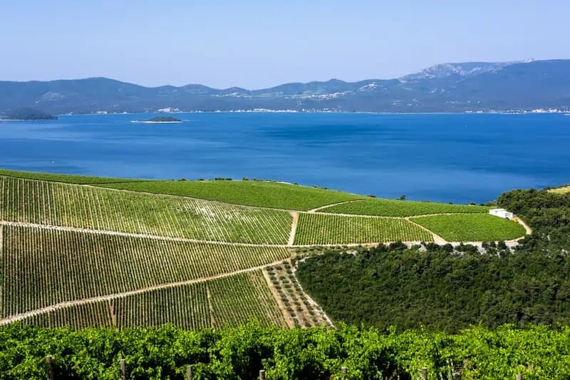 Insider's Look at the Croatian Wine Scene